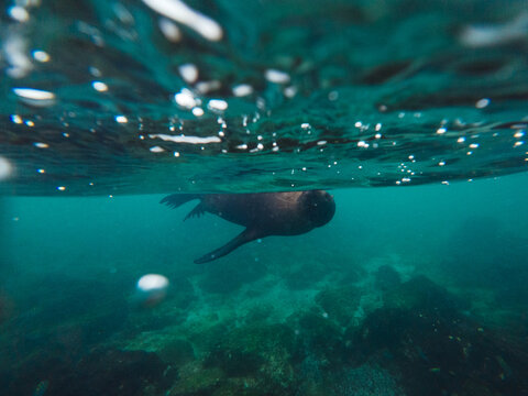 Sea lion swimming underwater near surface