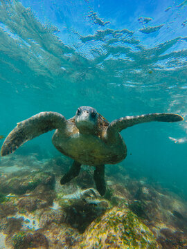 Sea turtle swimming close to surface
