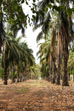 Palm tree plantation 