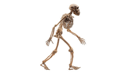 Early hominid skeleton fossil walking upright
