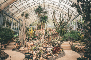 cactus in a greenhouse