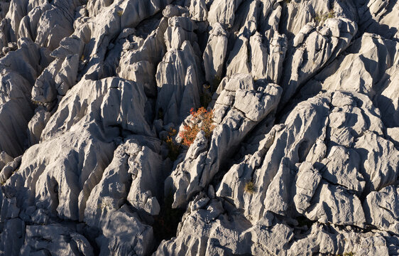 Abstract Pattern of Eroded Karst Rocks with Single Plant