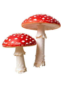 Two Red Fly Agaric Mushrooms with White Spots