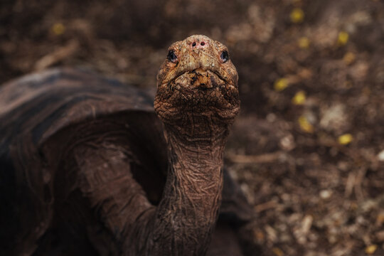 Giant Tortoise Looking at the Camera in a Natural Habitat