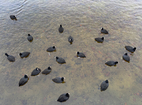20 coots in water