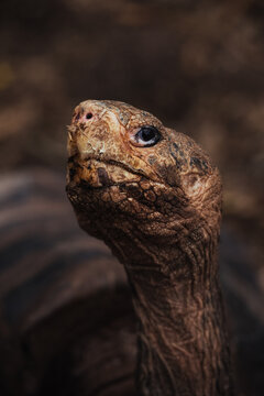 Close Shot of Ancient-Looking Tortoise in the Wild
