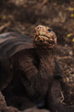 Wild Tortoise Portrait with Focused Expression