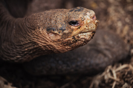 Giant Tortoise close-up, Gal&aacute;pagos Islands 