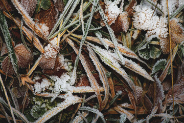Leaves in the meadow in winter and covered in frozen frost