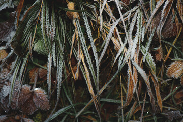 Grass covered with frozen dew in the forest