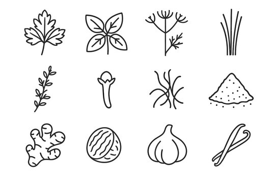 Stalks twig head icons herbs garlic ginger spices icon root vector basil