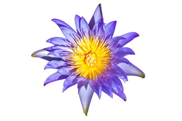 Beautiful blue and yellow cornflower blossom with delicate petals isolated on a white background captures the natural floral beauty of a summer garden bloom