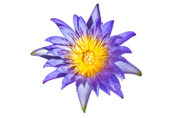 Beautiful blue and yellow cornflower blossom with delicate petals isolated on a white background captures the natural floral beauty of a summer garden bloom