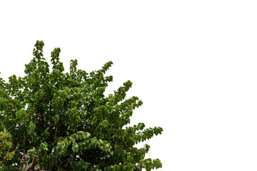A single growing tree branch with vibrant green summer foliage and fresh plant leaves isolated on a white background representing nature and spring growth