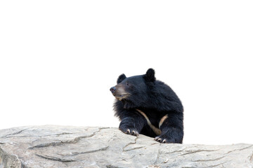 A wild brown bear and a black bear stand on a rock against a dark background, showcasing the powerful fur and dangerous nature of these big forest predators in the wild