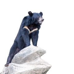 A cute wild black bear cub with thick fur stands as a dangerous predator and mammal in nature, whether depicted in the forest or isolated on a white background