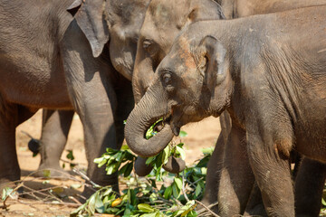 Fototapeta premium Three elephants are eating leaves