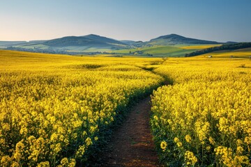 Golden rapeseed field in full bloom under a clear blue sky