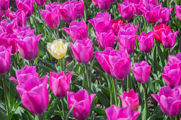 Vibrant purple and yellow tulip flowers in full bloom  in spring