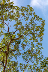A tree with green leaves is in the middle of a blue sky