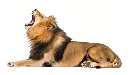 Majestic Male Lion Roaring Isolated on White Background