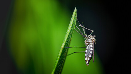 Aedes mosquito resting on green leaf