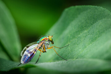 Iridescent long legged fly resting on green leaf