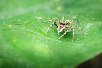 Jumping spider observing on green tropical leaf
