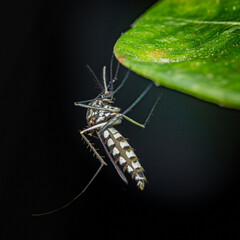 Aedes mosquito hanging under a green leaf