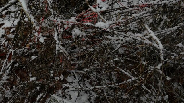A close-up of a tangle of rusty and grey barbed wire caught in forest branches, lightly covered in fresh white snow during a cold winter day, suggesting a barrier.