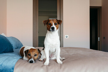 Two Dogs Lounging on a Cozy Bed in a Cheerful Room