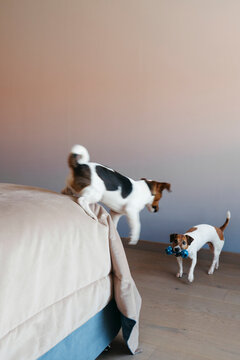 Playful Dogs Enjoying Fun Moments in a Cozy Home