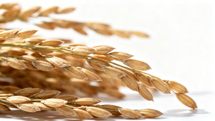 Close-up of Plump Golden Rice Ears