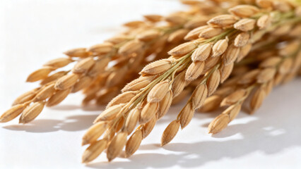 Close-up of Plump Golden Rice Ears