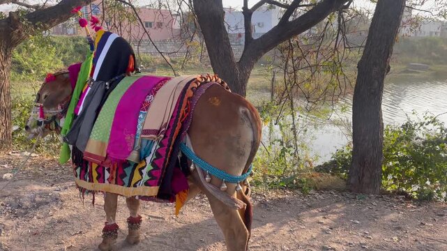 Happy Pongal religious traditional festival of south Indian cow with traditional decoration	at lake side in village in south india