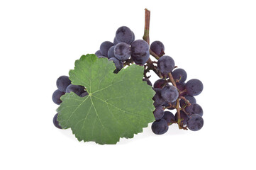 Black grape isolated on the white background