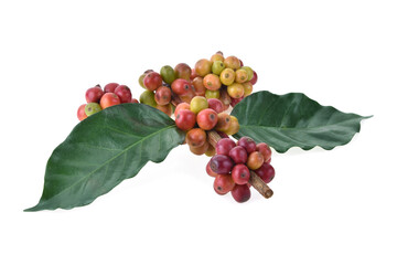 fresh coffee beans isolated on white background