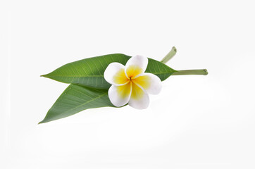 Frangipani flowers with leaves isolated on white