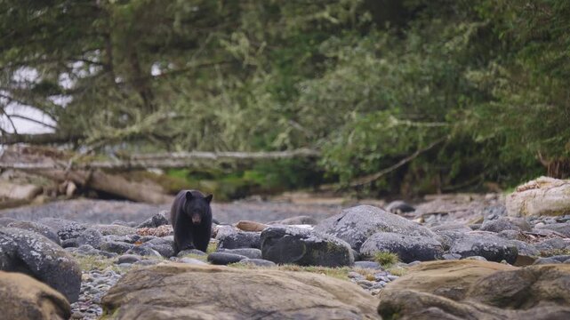 Black bear in British Columbia, Canada catching fish along the beach and rocks as they fill up for hibernation and winter time.