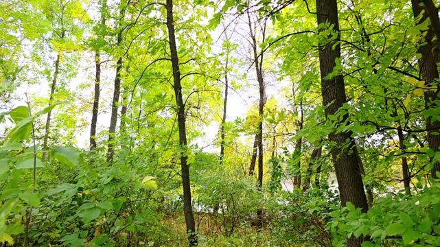 an upward view through tall woodland trunks and a layered canopy of green leaves with hints of seasonal change. bright sky peeks through the branches, creating a clean, airy feeling and a sense of hei