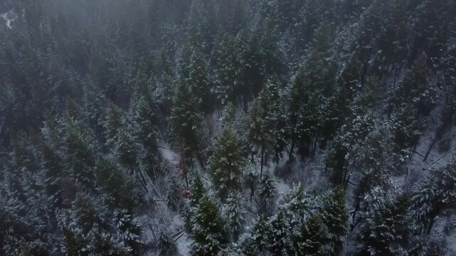 Looking Down on Snow Covered Winter Trees in Dense Lush Forest. Canadian Forestry, Lumber Logging Industry. Winter Landscape over Forest Trees Low fog and clouds on gloomy winter day.