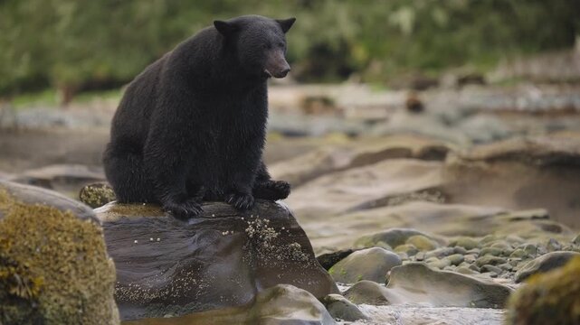 Black bear in British Columbia, Canada catching fish along the beach and rocks as they fill up for hibernation and winter time.