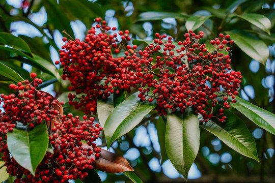 Closeup on The Fruits And Branch Leaves Of Photinia Davidiana, A Small Tree Or Shrub Out OF The Genus Photinia with the genera Heteromeles, Stranvaesia and Aronia sometimes included in Photinia.