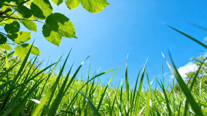 Fresh Upward Shot: Green Grass and Blue Sky Under Green Leaves