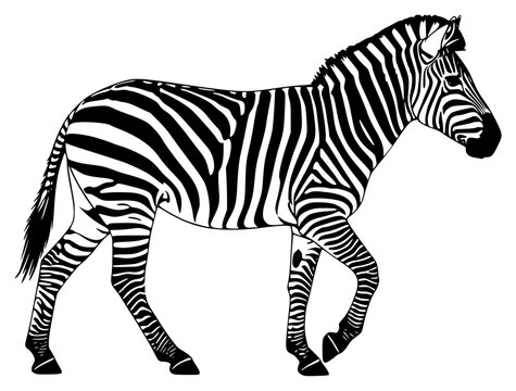 black and white image of a zebra on a , black, image, silhouette, walk, zebra, against transparent background