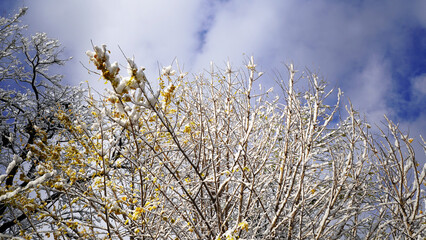 Autumn Leaves with Snow Highlighting Seasonal Transition
