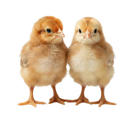 Fototapeta premium Two Fluffy Brown Baby Chicks Isolated on White Background