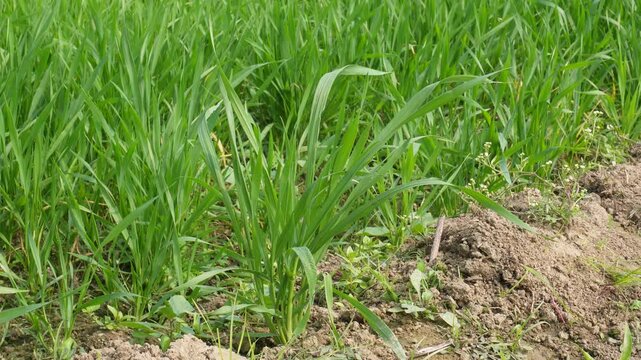 Young Green Crop Rows Field