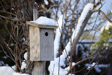 A nesting box covered in snow hangs from a fruit tree in the allotment garden.