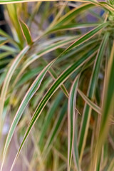 Elegant green leaves shimmering softly in the gentle sunlight of a cozy indoor space